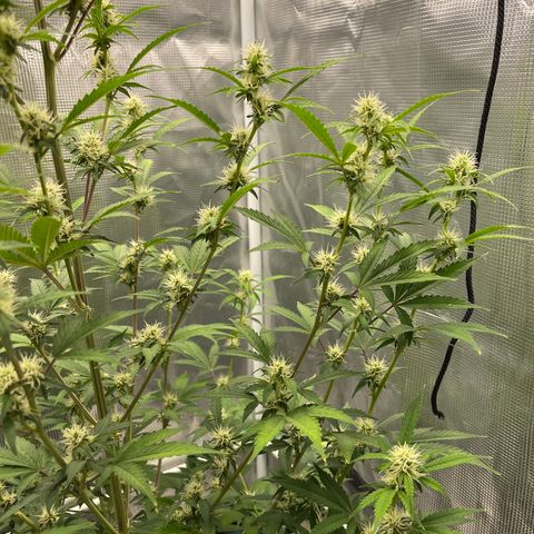 Super Lemon Haze Auto 1/20 growlog photo: Flushing day