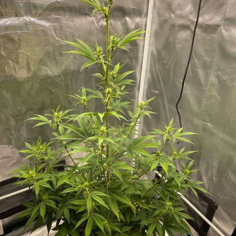 Super Lemon Haze Auto 1/20 growlog timeline photo