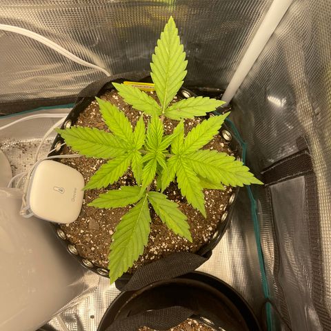 Pineapple 1 growlog timeline photo