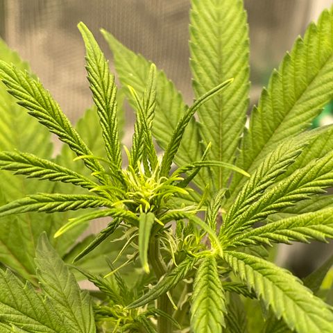 Super Lemon Haze Auto 1/20 growlog timeline photo