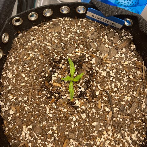 Blue Diesel 1 growlog timeline photo