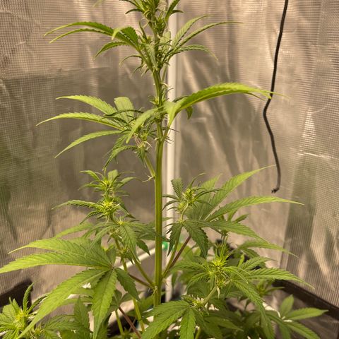 Super Lemon Haze Auto 1/20 growlog timeline photo