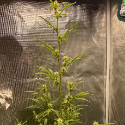 Super Lemon Haze Auto 1/20 growlog photo: Defoliation 