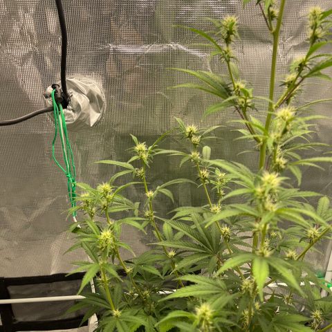 Super Lemon Haze Auto 1/20 growlog photo: Defoliation 