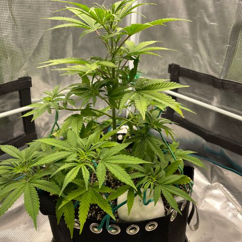 Super Lemon Haze Auto 1/20 growlog timeline photo