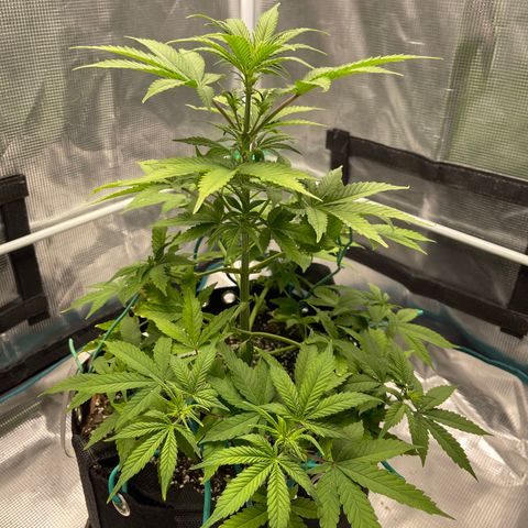 Super Lemon Haze Auto 1/20 growlog timeline photo
