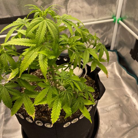 Super Lemon Haze Auto 1/20 growlog photo: Defoiliated bad leaves to give energy to remaining areas of the plant