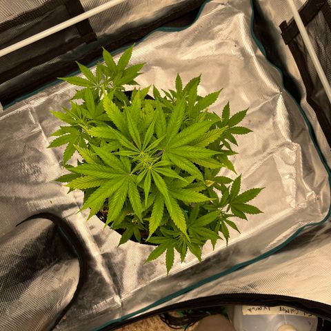 Super Lemon Haze Auto 1/20 growlog timeline photo