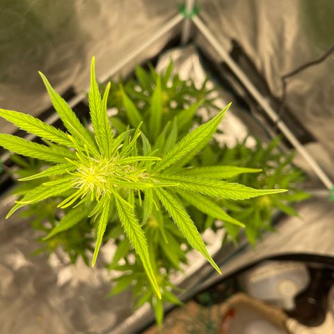 Super Lemon Haze Auto 1/20 growlog timeline photo