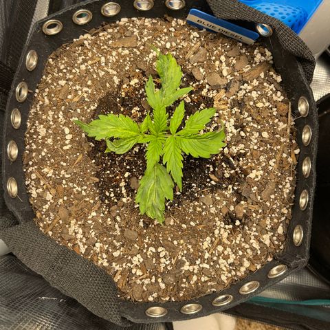 Blue Diesel 1 growlog timeline photo