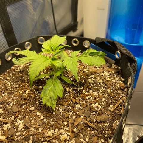 Blue Diesel 1 growlog timeline photo