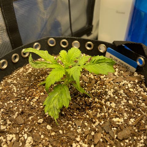 Blue Diesel 1 growlog timeline photo
