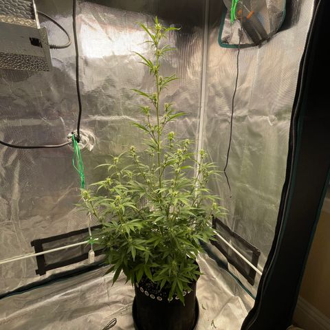 Super Lemon Haze Auto 1/20 growlog timeline photo