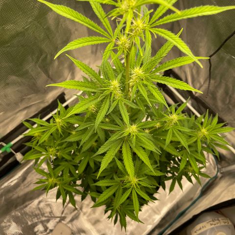 Super Lemon Haze Auto 1/20 growlog timeline photo