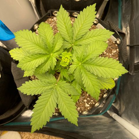Gelato 1 growlog timeline photo