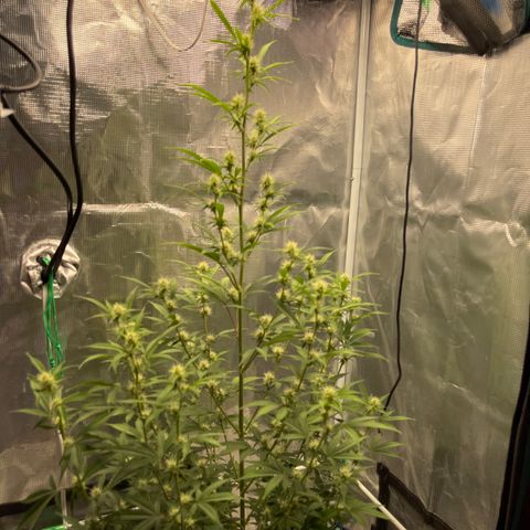 Super Lemon Haze Auto 1/20 growlog timeline photo