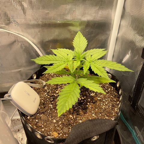 Pineapple 1 growlog timeline photo