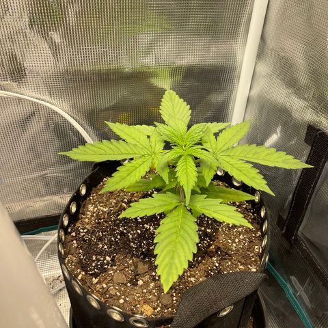 Pineapple 1 growlog timeline photo