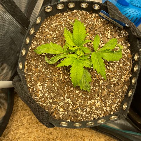Blue Diesel 1 growlog timeline photo