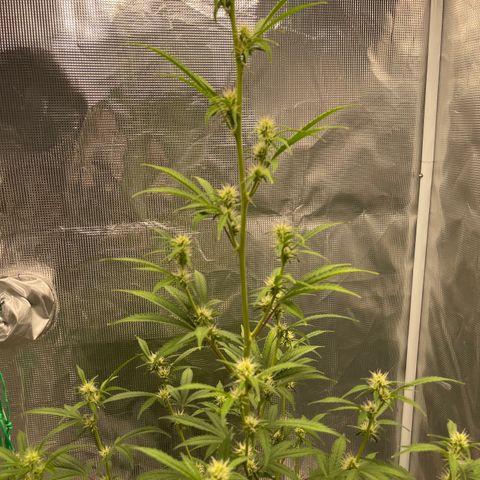 Super Lemon Haze Auto 1/20 growlog photo: Defoliation 