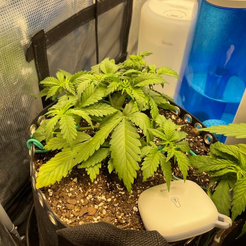 Gelato 1 growlog timeline photo