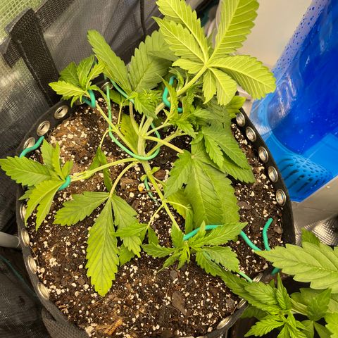 Gelato 1 growlog timeline photo
