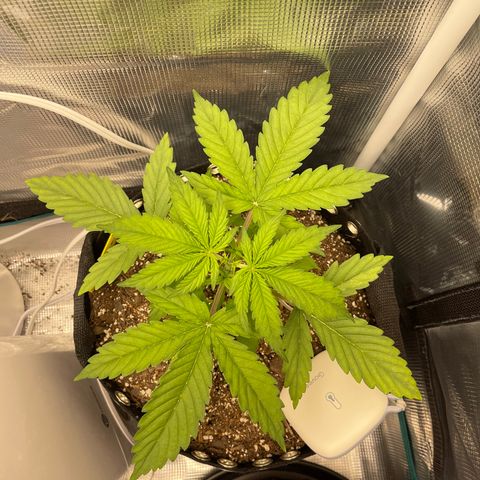 Pineapple 1 growlog timeline photo