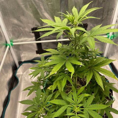 Super Lemon Haze Auto 1/20 growlog timeline photo