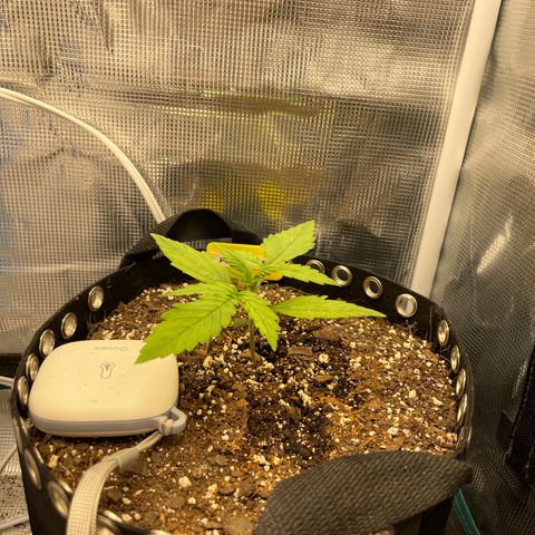 Pineapple 1 growlog timeline photo