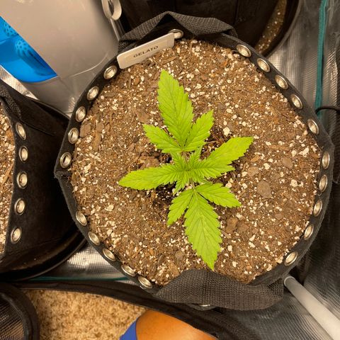 Gelato 1 growlog timeline photo