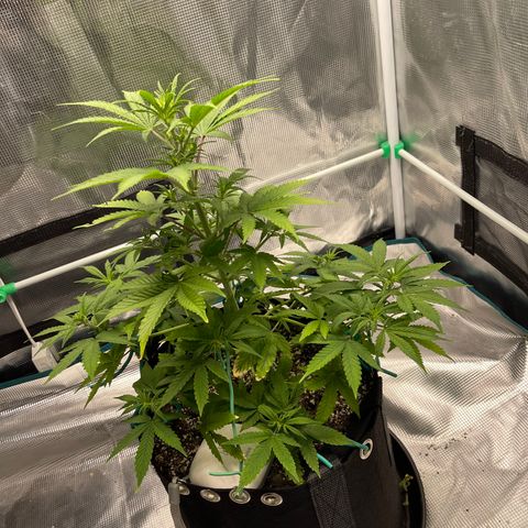 Super Lemon Haze Auto 1/20 growlog timeline photo