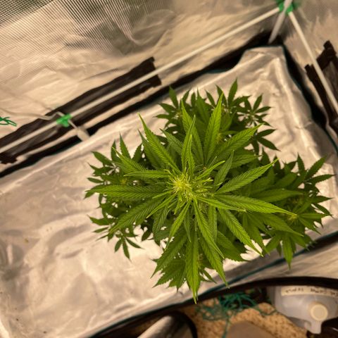 Super Lemon Haze Auto 1/20 growlog timeline photo