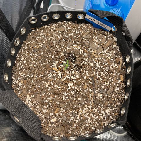 Blue Diesel 1 growlog timeline photo