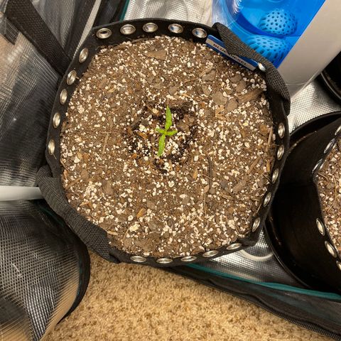 Blue Diesel 1 growlog timeline photo