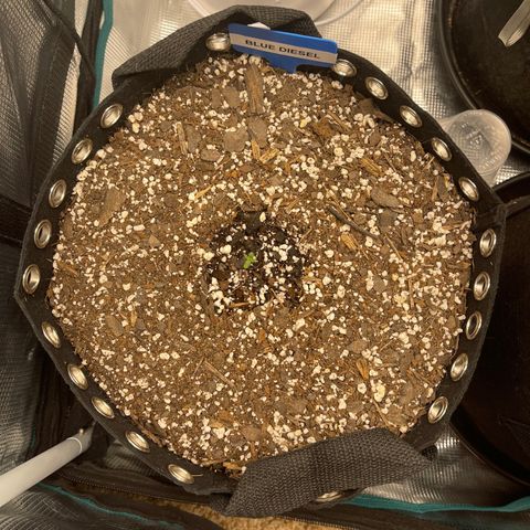 Blue Diesel 1 growlog timeline photo