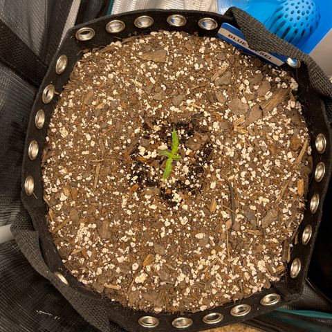 Blue Diesel 1 growlog timeline photo