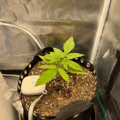 Pineapple 1 growlog timeline photo
