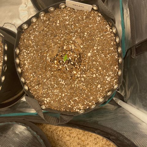 Gelato 1 growlog timeline photo