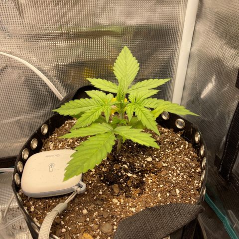 Pineapple 1 growlog timeline photo