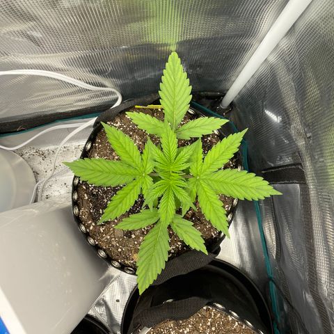 Pineapple 1 growlog timeline photo