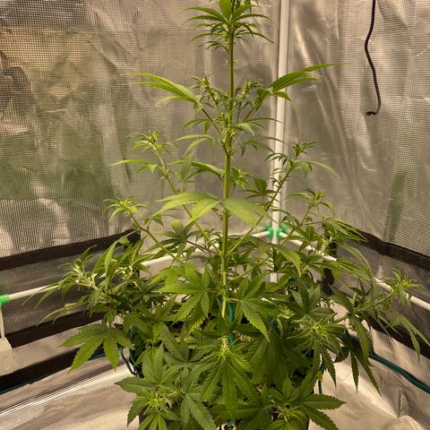 Super Lemon Haze Auto 1/20 growlog timeline photo