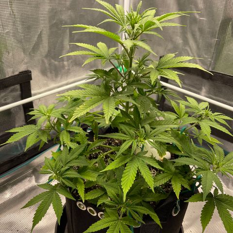 Super Lemon Haze Auto 1/20 growlog timeline photo