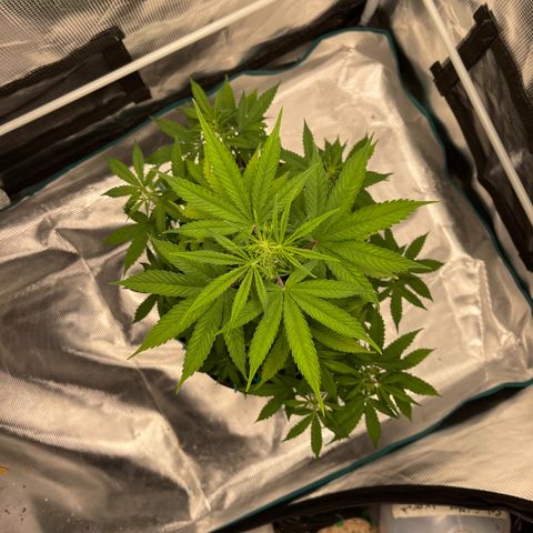 Super Lemon Haze Auto 1/20 growlog timeline photo