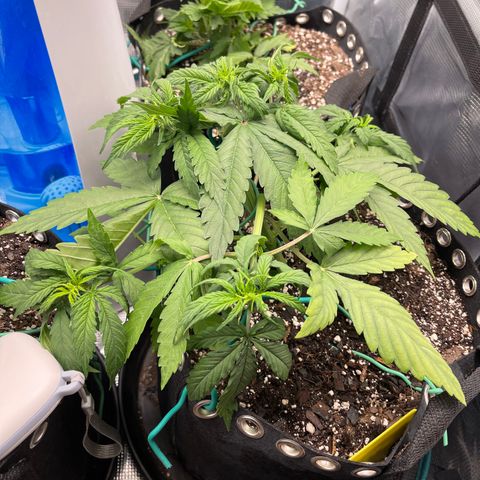 Pineapple 1 growlog timeline photo