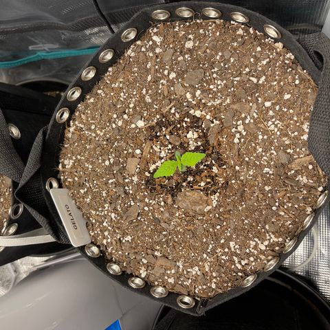 Gelato 1 growlog timeline photo