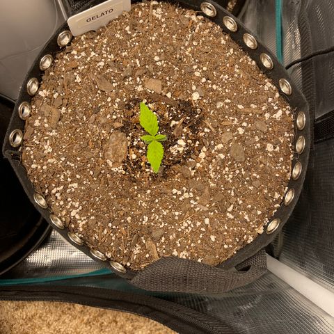 Gelato 1 growlog timeline photo
