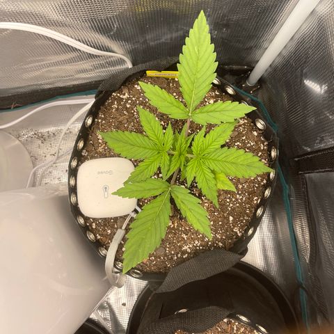 Pineapple 1 growlog timeline photo