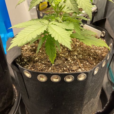Gelato 1 growlog timeline photo