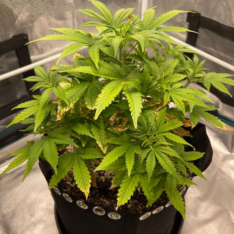 Super Lemon Haze Auto 1/20 growlog timeline photo