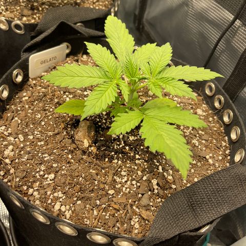 Gelato 1 growlog timeline photo